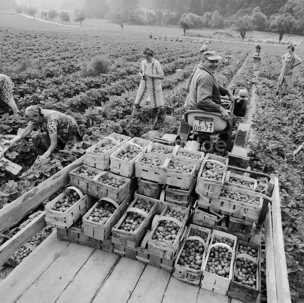 Lindewerra: Erdbeeren Ernte in Lindewerra im Bundesland Thüringen auf dem Gebiet der ehemaligen DDR, Deutsche Demokratische Republik