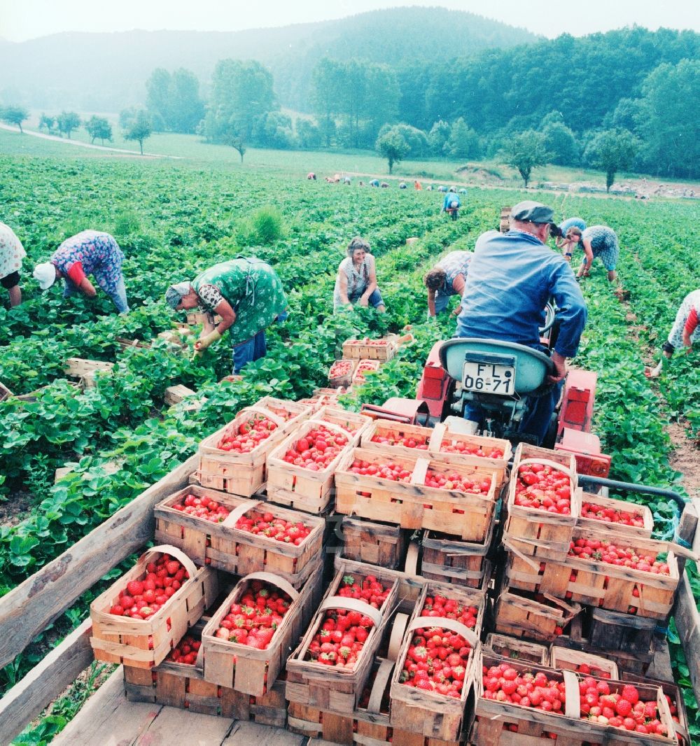 DDR-Fotoarchiv: Lindewerra - Erdbeeren Ernte in Lindewerra im Bundesland Thüringen auf dem Gebiet der ehemaligen DDR, Deutsche Demokratische Republik