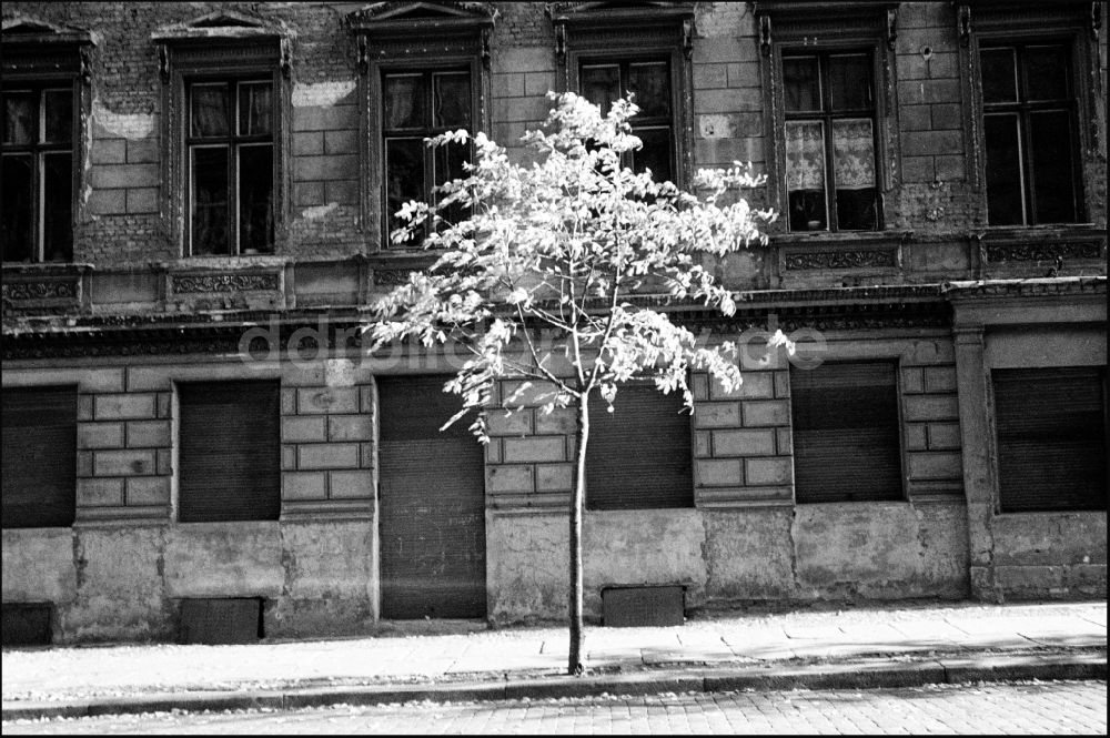 Berlin: Fassadenverfall mit blühenden Baum als Kontrast in Berlin in der DDR