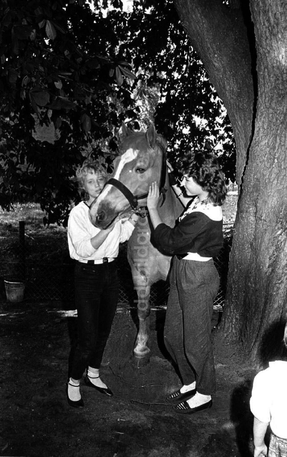 DDR-Fotoarchiv: - Frauen mit Pferd Foto: Gebser