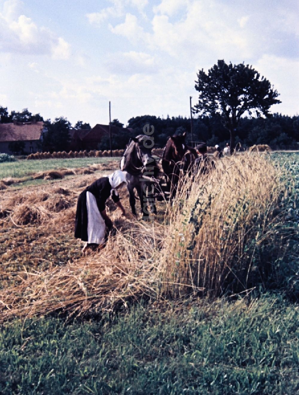 DDR-Fotoarchiv: Teicha - Garben auf einem abgeernteten Feld in Teicha in Sachsen in der DDR