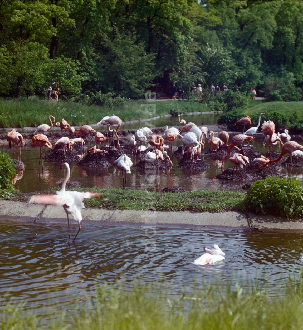 DDR-Fotoarchiv: Berlin - Gehege der Flamingos im Tierpark Berlin in Berlin, der ehemaligen Hauptstadt der DDR, Deutsche Demokratische Republik
