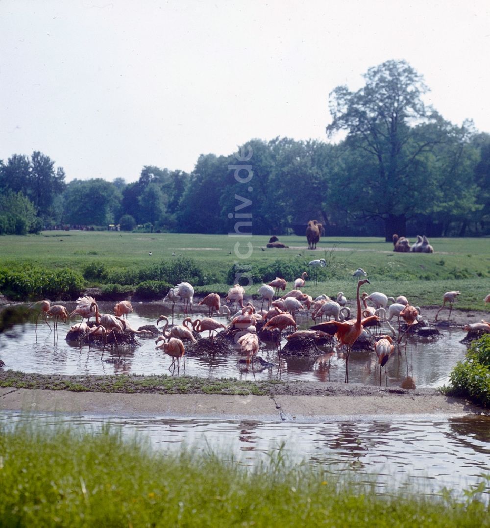 Berlin: Gehege der Flamingos im Tierpark Berlin in Berlin, der ehemaligen Hauptstadt der DDR, Deutsche Demokratische Republik