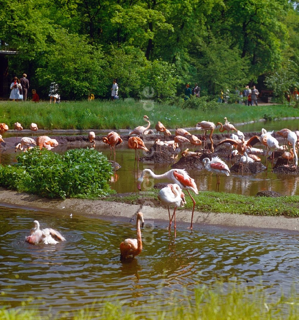 DDR-Bildarchiv: Berlin - Gehege der Flamingos im Tierpark Berlin in Berlin, der ehemaligen Hauptstadt der DDR, Deutsche Demokratische Republik