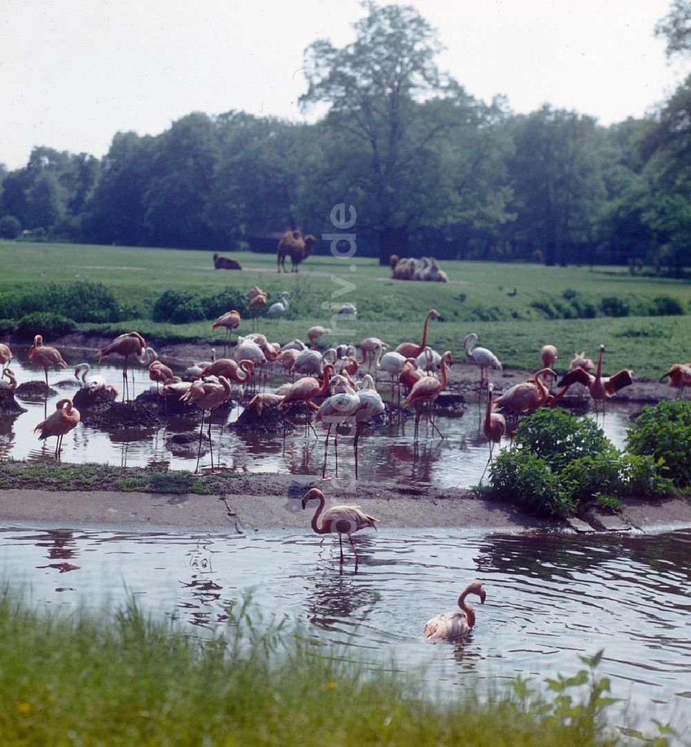 DDR-Fotoarchiv: Berlin - Gehege der Flamingos im Tierpark Berlin in Berlin, der ehemaligen Hauptstadt der DDR, Deutsche Demokratische Republik
