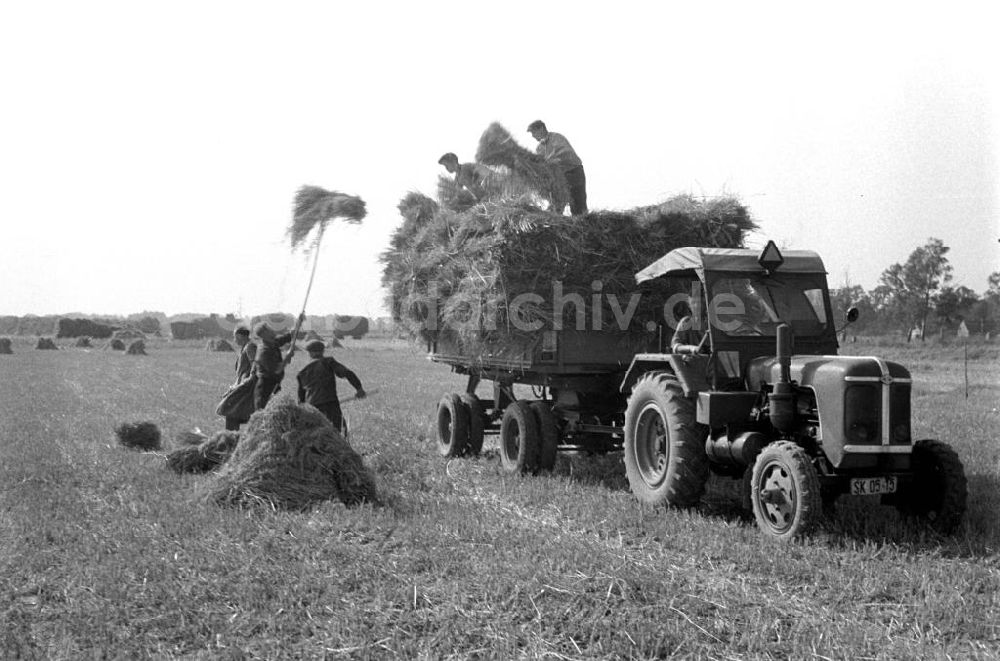 DDR-Fotoarchiv: Schkeuditz - Getreideernte 1958