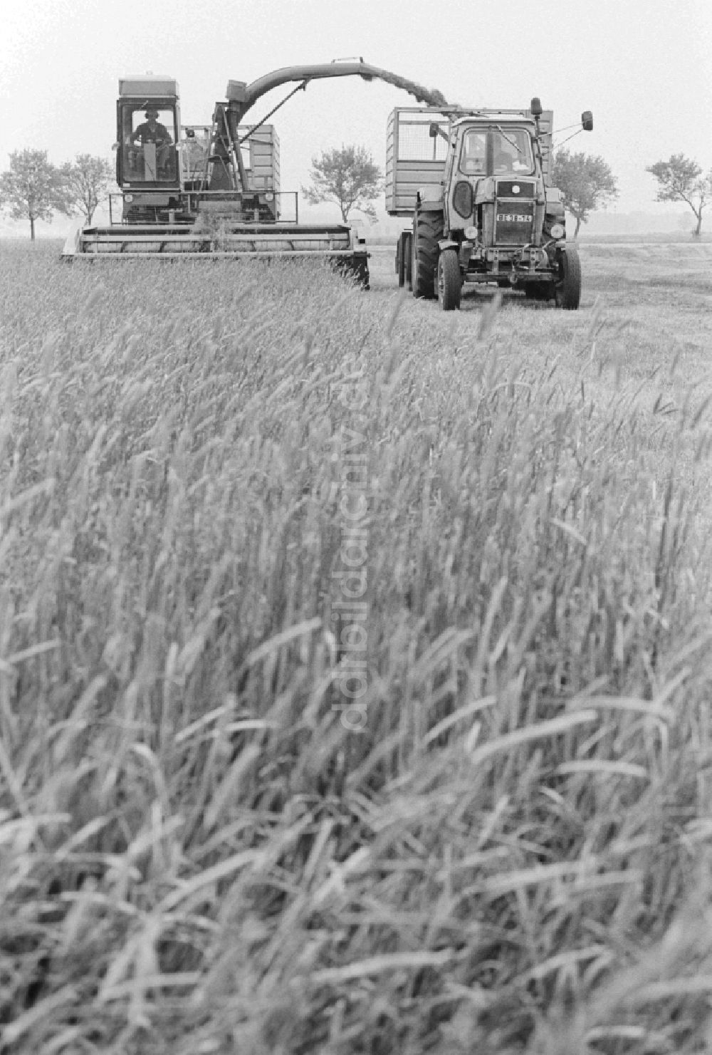 DDR-Fotoarchiv: Lenzen (Elbe) - Getreideernte auf einem Feld in Lenzen (Elbe) in Brandenburg in der DDR
