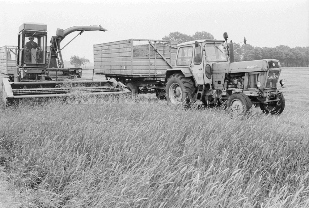 Lenzen (Elbe): Getreideernte auf einem Feld in Lenzen (Elbe) in Brandenburg in der DDR
