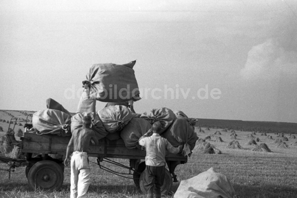 DDR-Bildarchiv: Trossin - Getreideernte auf einem Feld in Trossin im Bundesland Sachsen in Deutschland