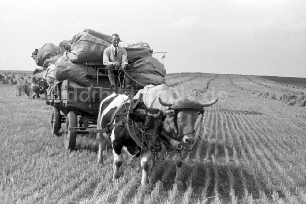 DDR-Fotoarchiv: Trossin - Getreideernte auf einem Feld in Trossin im Bundesland Sachsen in Deutschland