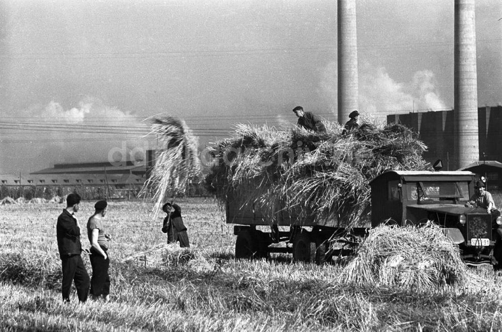 DDR-Bildarchiv: Espenhain - Getreideernte vor dem Kraftwerk Espenhain