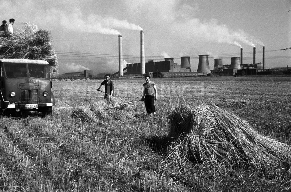 Espenhain: Getreideernte vor dem Kraftwerk Espenhain