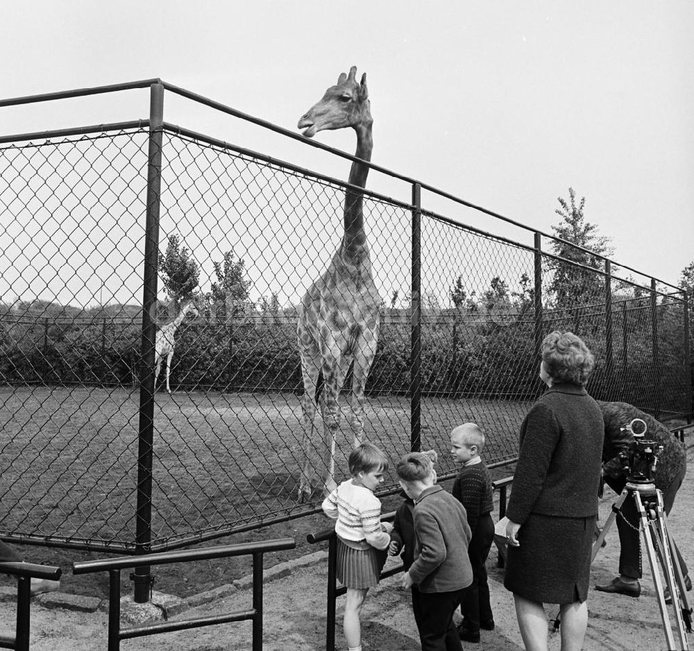 Berlin: Giraffen im Berliner Tierpark