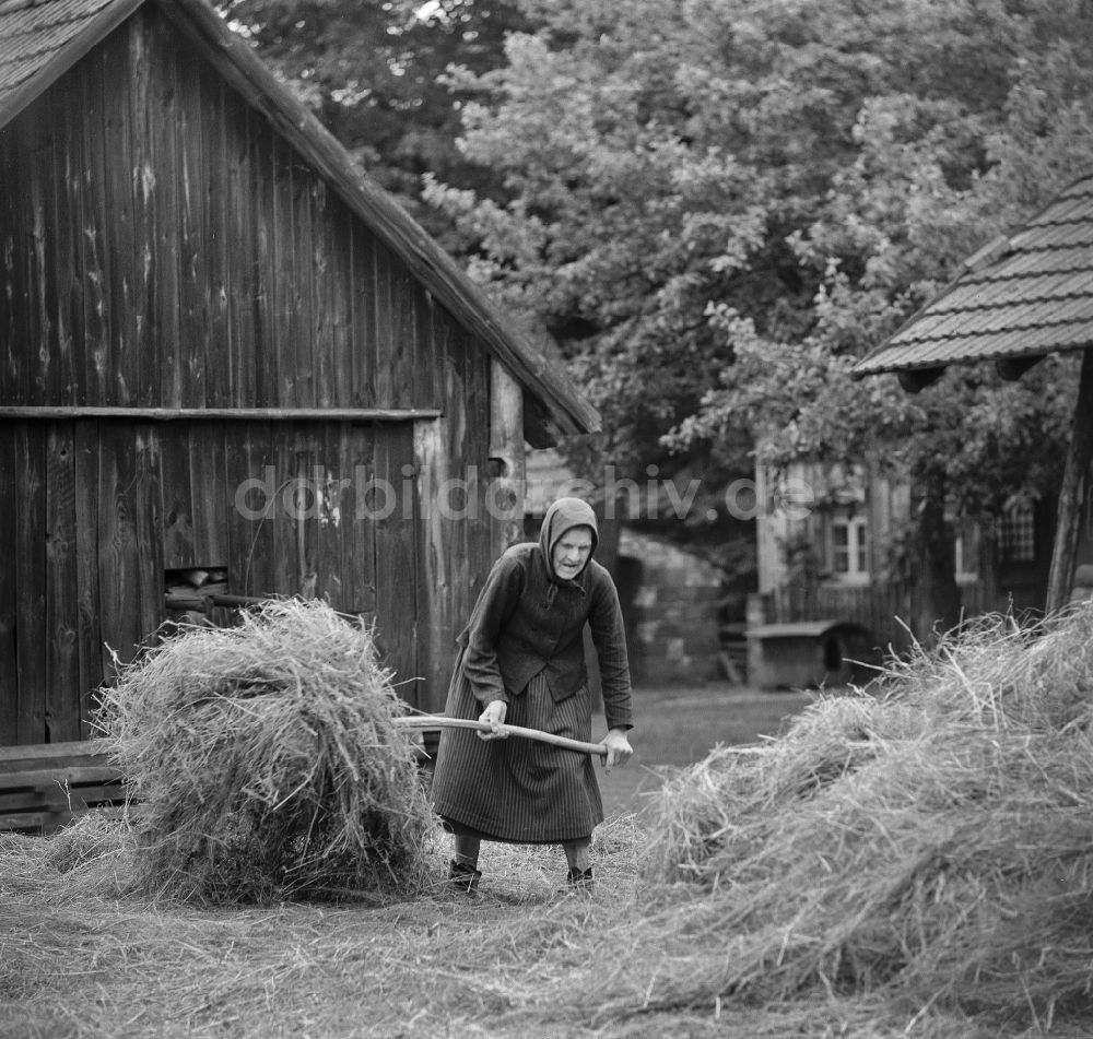 DDR-Bildarchiv: Boxberg - Heuernte einer sorbischen Bäuerin auf einem Bauernhof in Boxberg in der DDR
