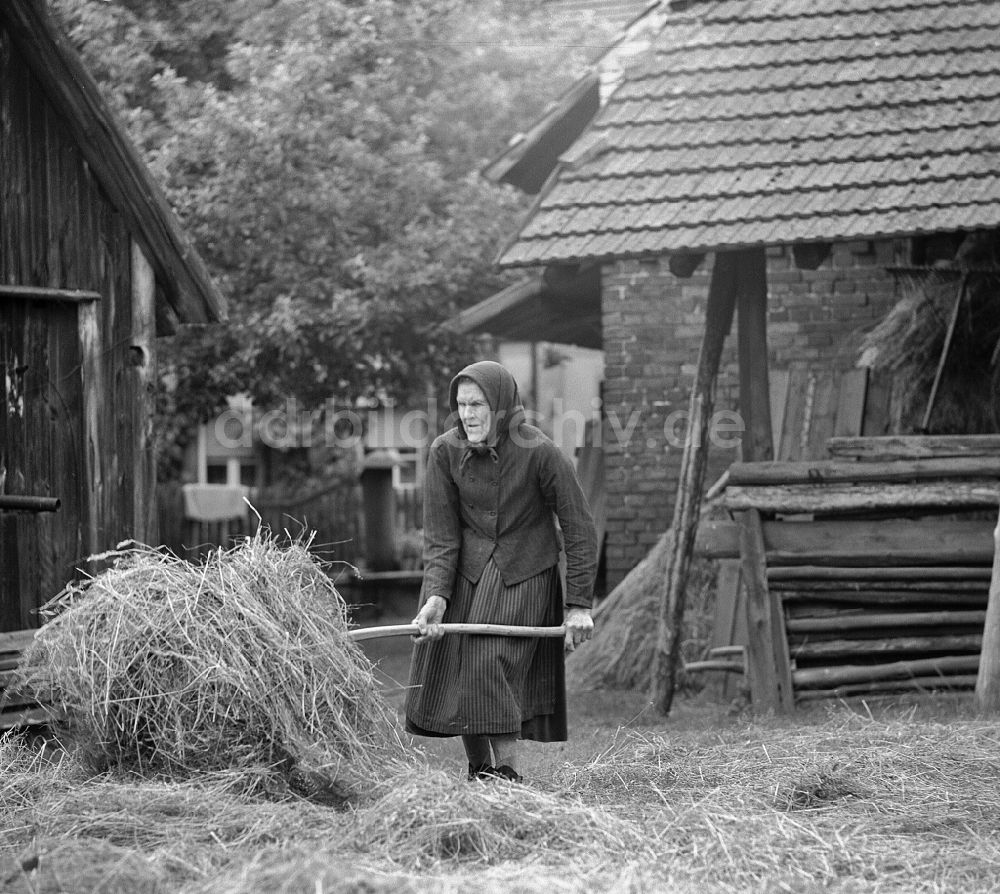 DDR-Fotoarchiv: Boxberg - Heuernte einer sorbischen Bäuerin auf einem Bauernhof in Boxberg in der DDR