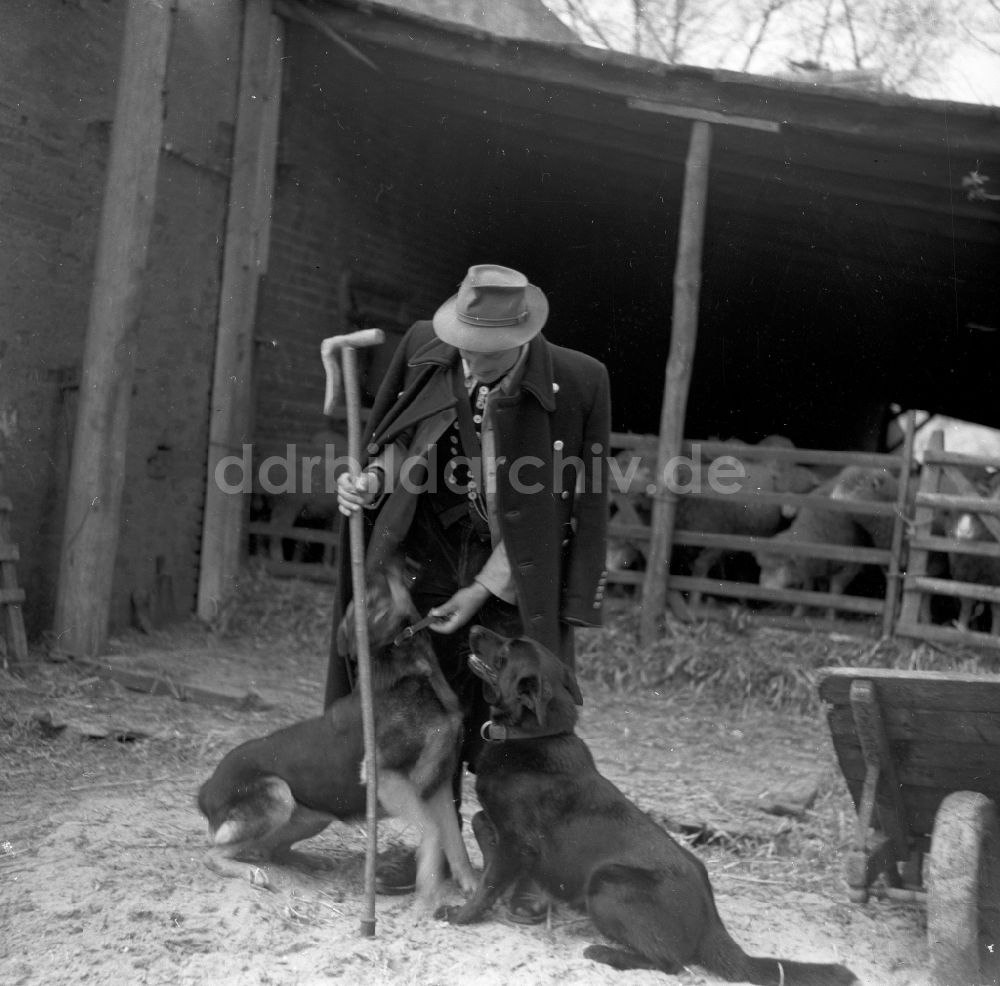 Arnstadt: Junger Schäfer in traditioneller Tracht mit seinen Schäferhunden in Arnstadt in Thüringen in der DDR