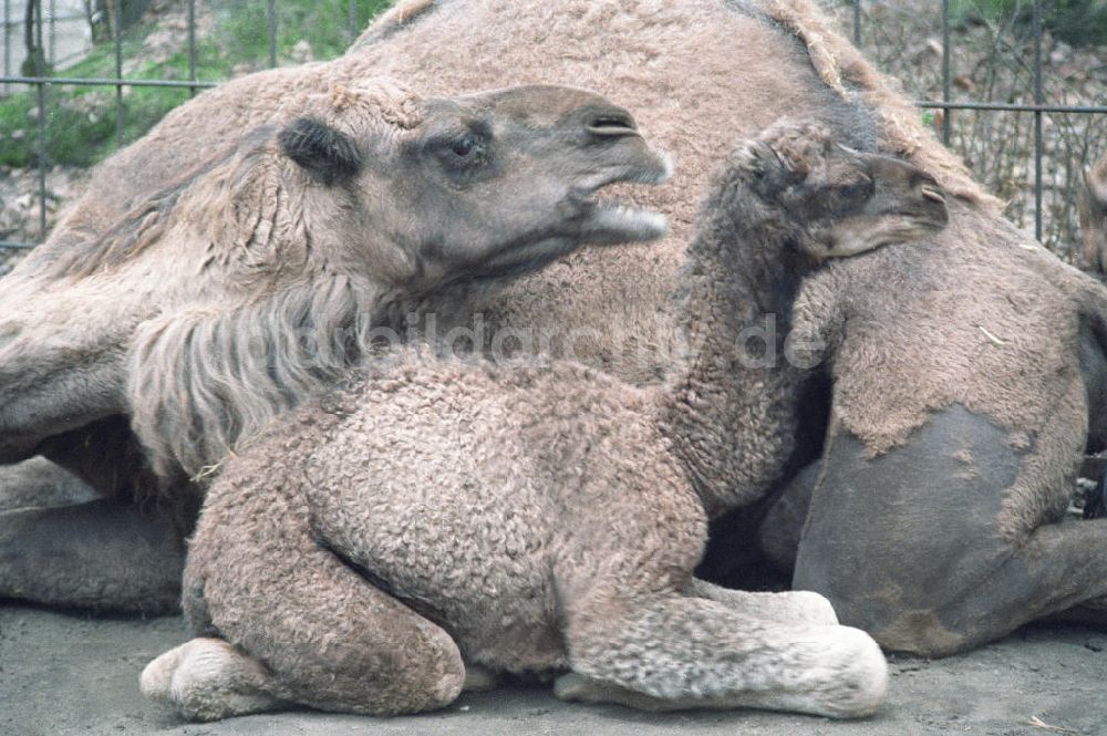 Berlin: Kamele im Tierpark von Berlin