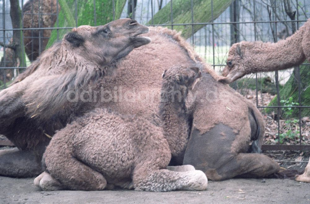 DDR-Bildarchiv: Berlin - Kamele im Tierpark von Berlin