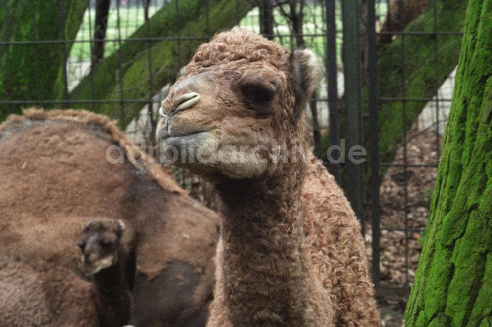 DDR-Fotoarchiv: Berlin - Kamele im Tierpark von Berlin