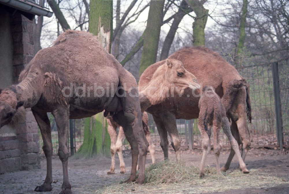 Berlin: Kamele im Tierpark von Berlin