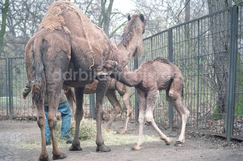 DDR-Bildarchiv: Berlin - Kamele im Tierpark von Berlin
