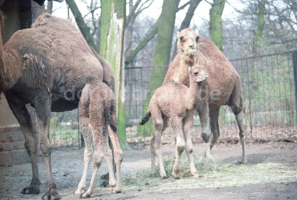 DDR-Fotoarchiv: Berlin - Kamele im Tierpark von Berlin