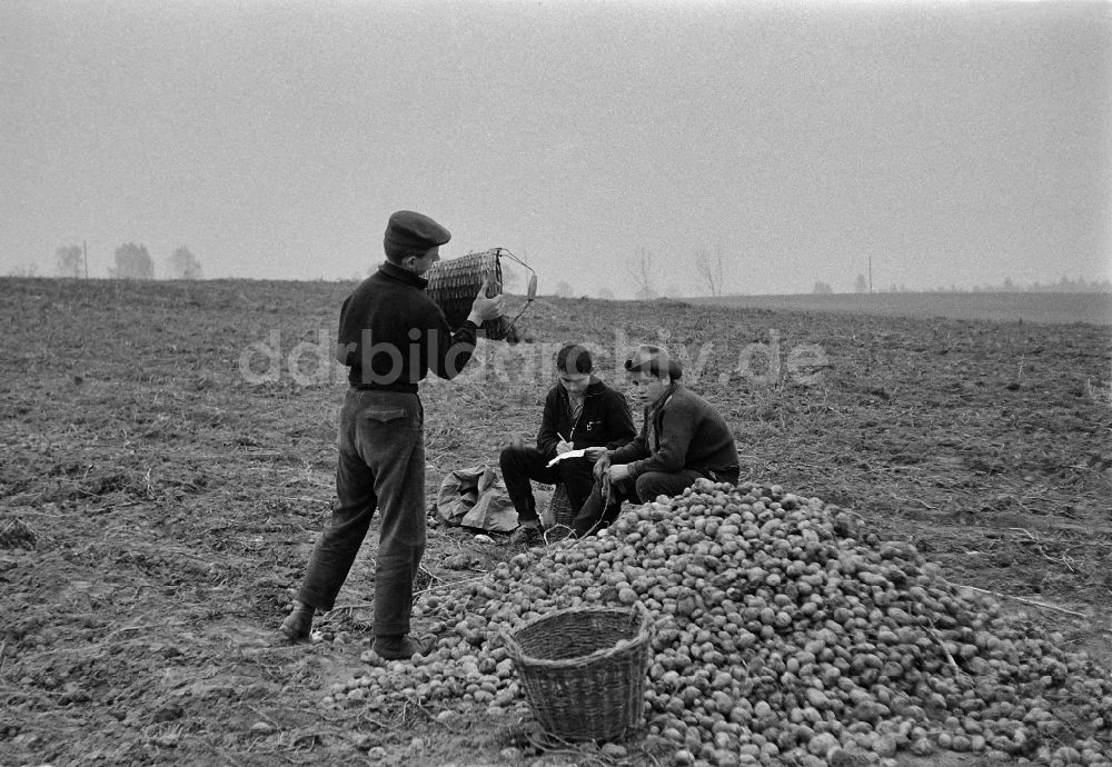 Werneuchen: Kartoffelernte auf einem Acker durch Schüler der 9. Klasse in Werneuchen in der DDR