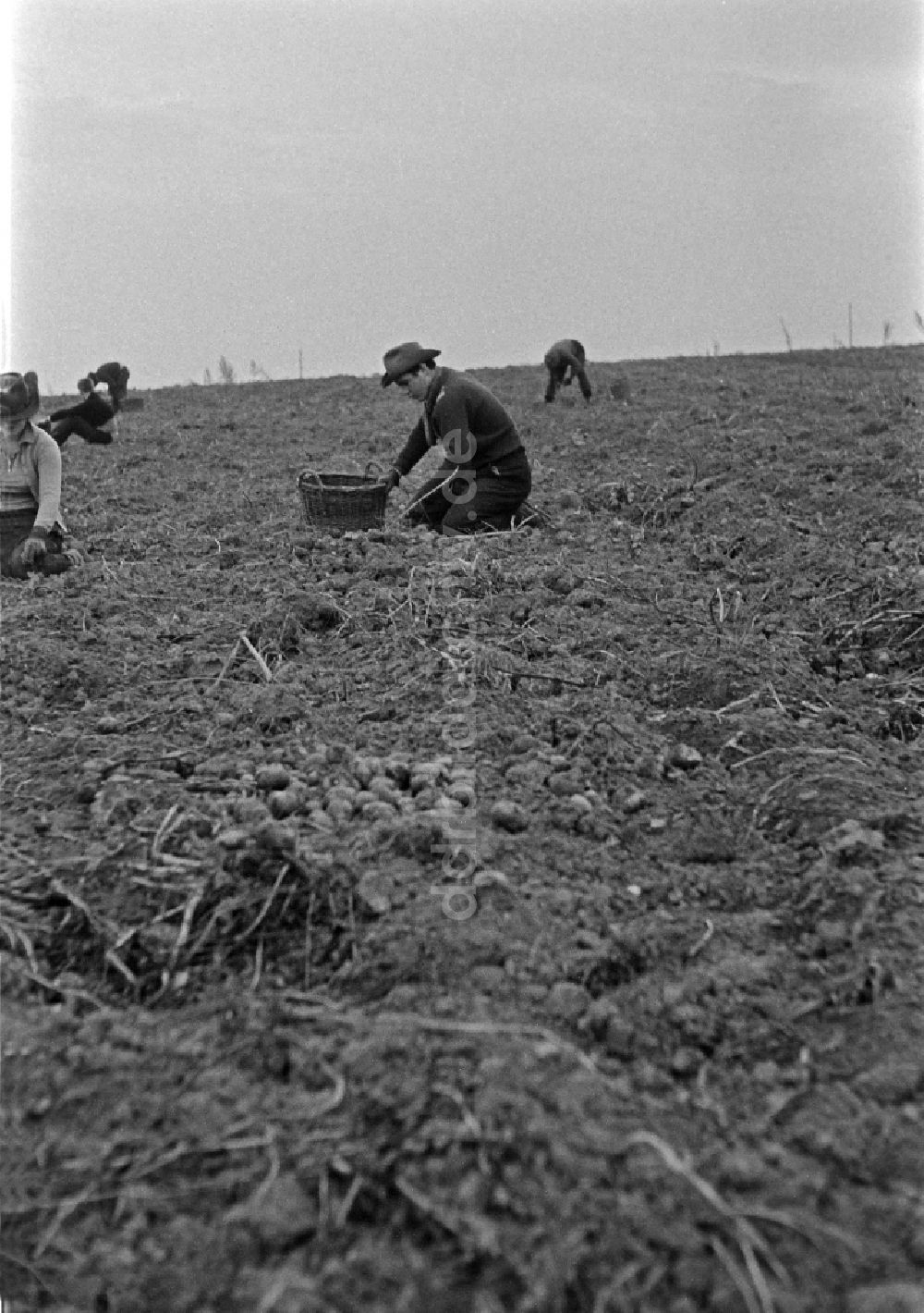 DDR-Fotoarchiv: Werneuchen - Kartoffelernte auf einem Acker durch Schüler der 9. Klasse in Werneuchen in der DDR