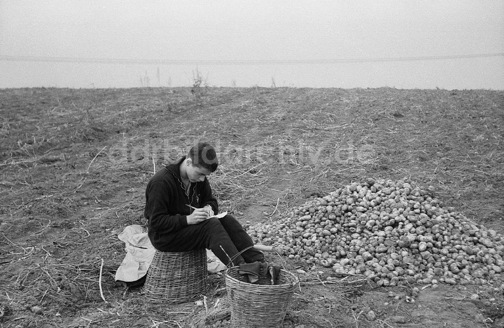 DDR-Fotoarchiv: Werneuchen - Kartoffelernte auf einem Acker durch Schüler der 9. Klasse in Werneuchen in der DDR