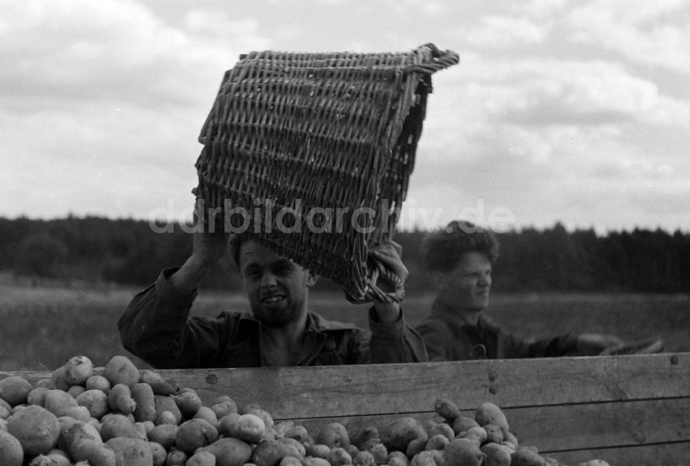 DDR-Fotoarchiv: Paaren im Glien - Kartoffelernte auf einem Acker durch Studenten in Paaren im Glien in Brandenburg in der DDR