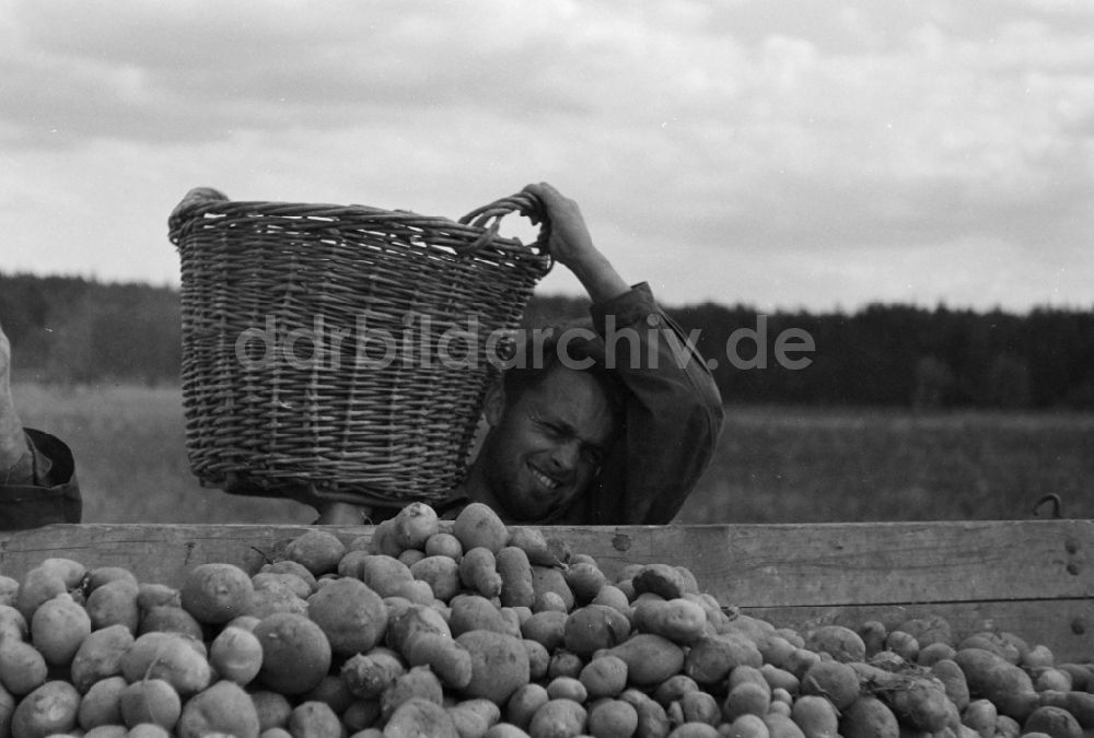 Paaren im Glien: Kartoffelernte auf einem Acker durch Studenten in Paaren im Glien in Brandenburg in der DDR