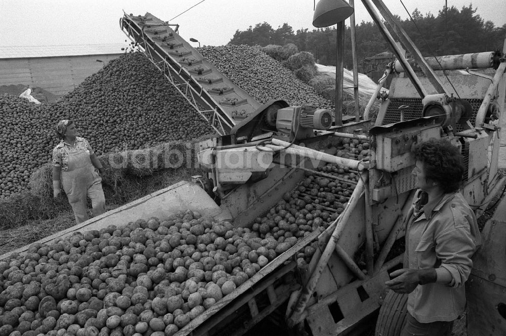 Jerichow: Kartoffelernte auf einem Acker in Jerichow in Sachsen-Anhalt in der DDR