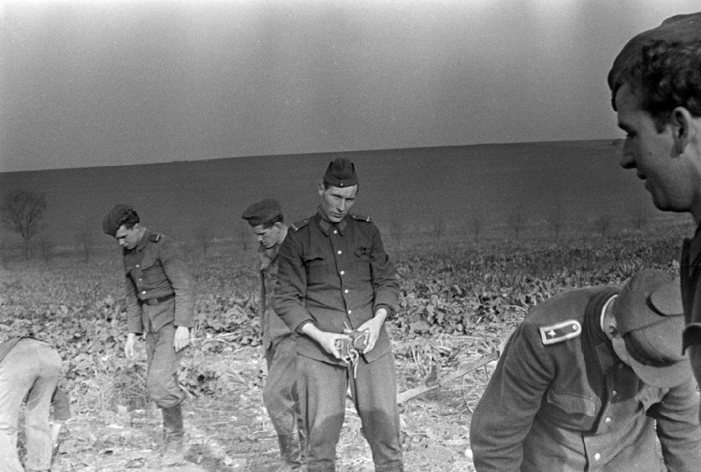 DDR-Fotoarchiv: Wachau - Kartoffelernte auf einem Acker mit Soldaten der NVA Nationale Volksarmee in Wachau in der DDR