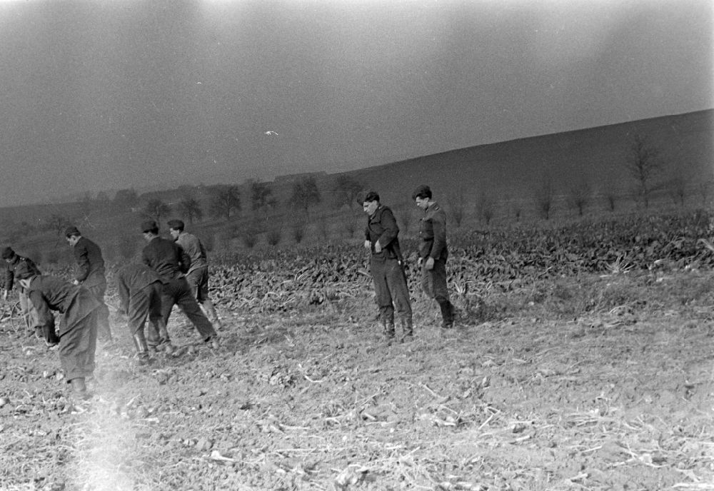 Wachau: Kartoffelernte auf einem Acker mit Soldaten der NVA Nationale Volksarmee in Wachau in der DDR