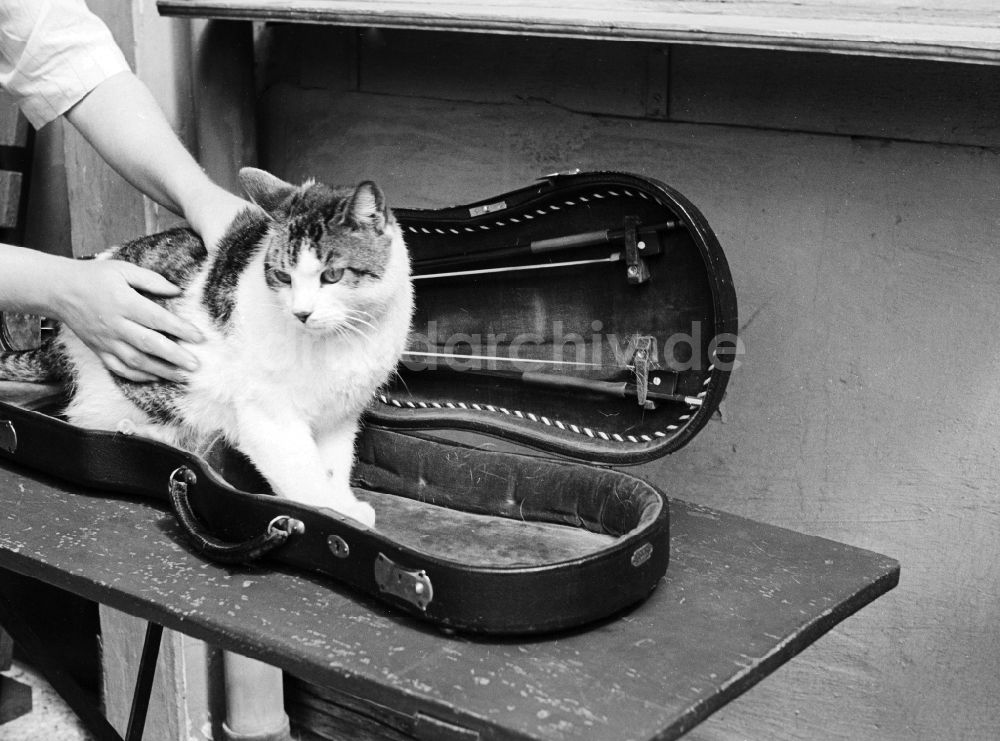 DDR-Fotoarchiv: Arnstadt - Katze in einem Geigenkasten in Arnstadt im Bundesland Thüringen auf dem Gebiet der ehemaligen DDR, Deutsche Demokratische Republik