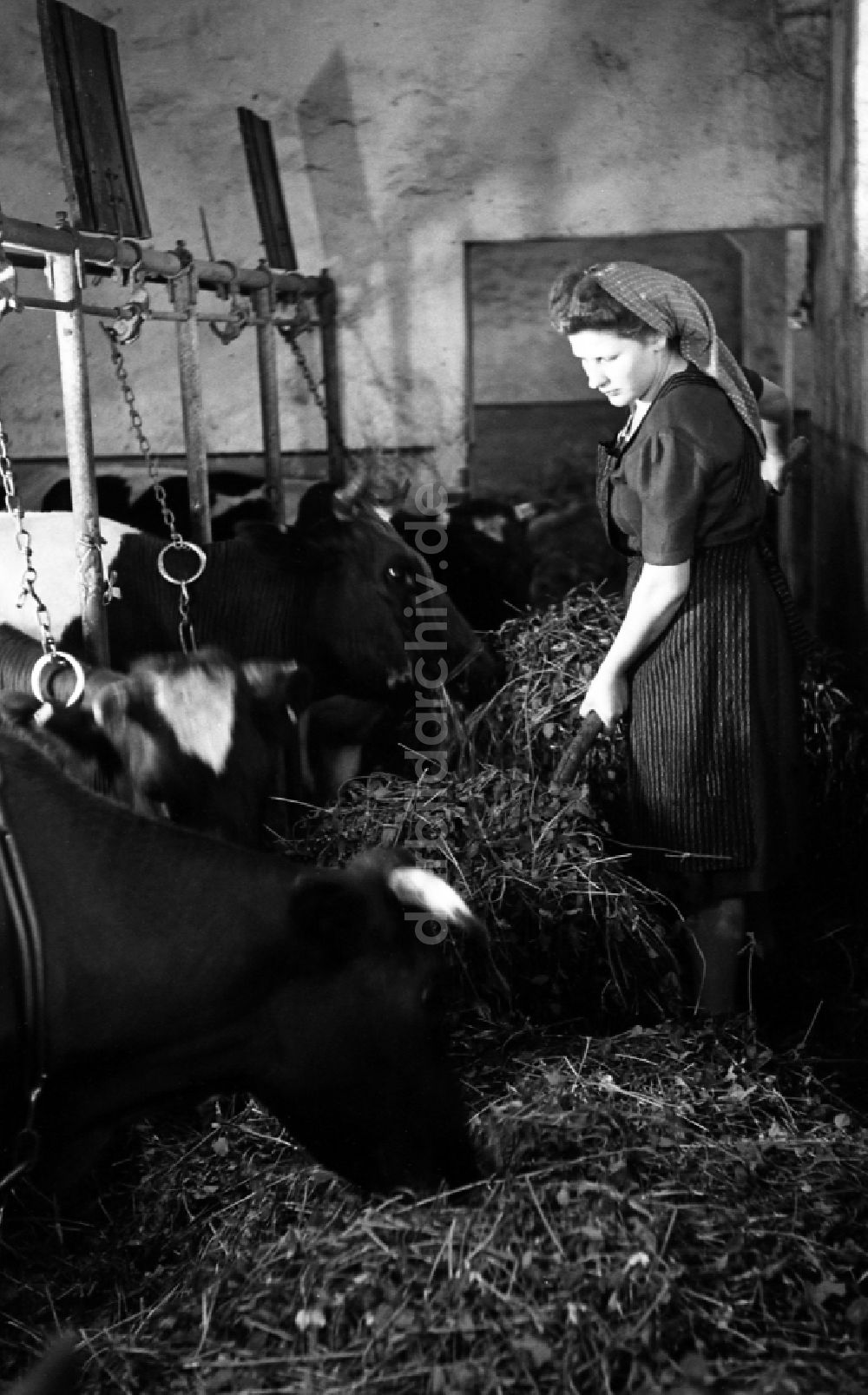 Dresden: Kühe im VEG Tierzucht Pillnitz in Dresden in Sachsen in der DDR