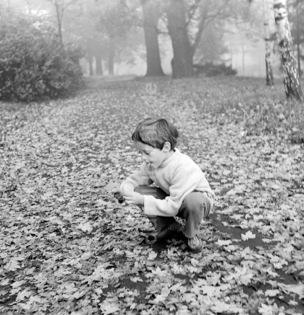 DDR-Fotoarchiv: Berlin - Kleiner Junge beim Blätter sammeln in einem Wald in Berlin, der ehemaligen Hauptstadt der DDR, Deutsche Demokratische Republik