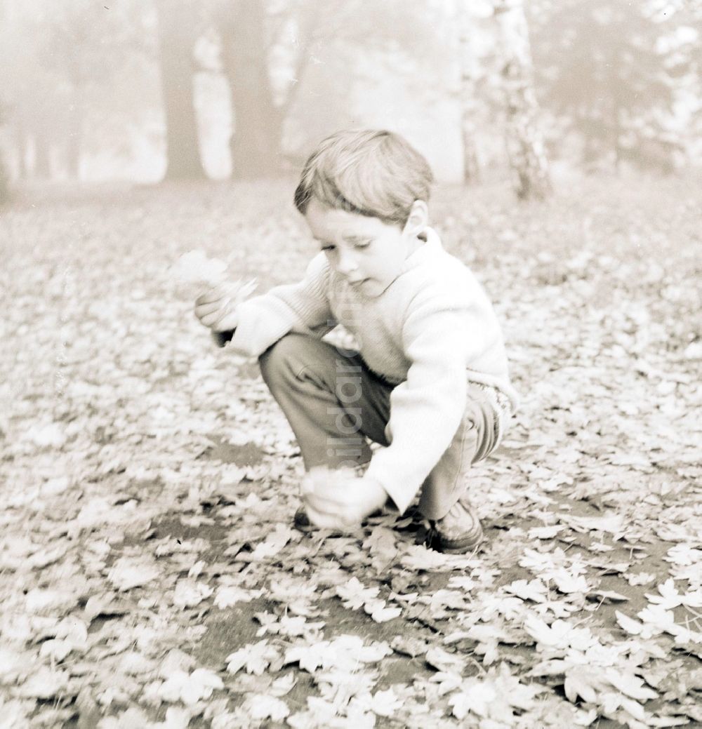 Berlin: Kleiner Junge beim Blätter sammeln in einem Wald in Berlin, der ehemaligen Hauptstadt der DDR, Deutsche Demokratische Republik