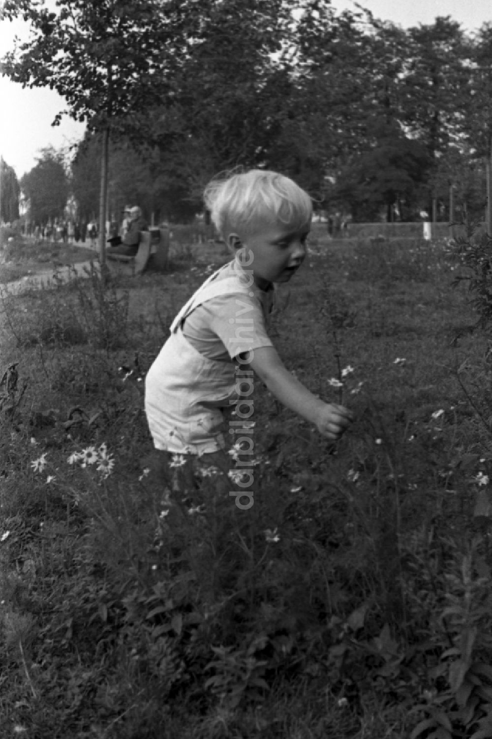 DDR-Bildarchiv: Bad Dürrenberg - Kleiner Junge pflückt Blumen auf einer Wiese in Bad Dürrenberg in Deutschland