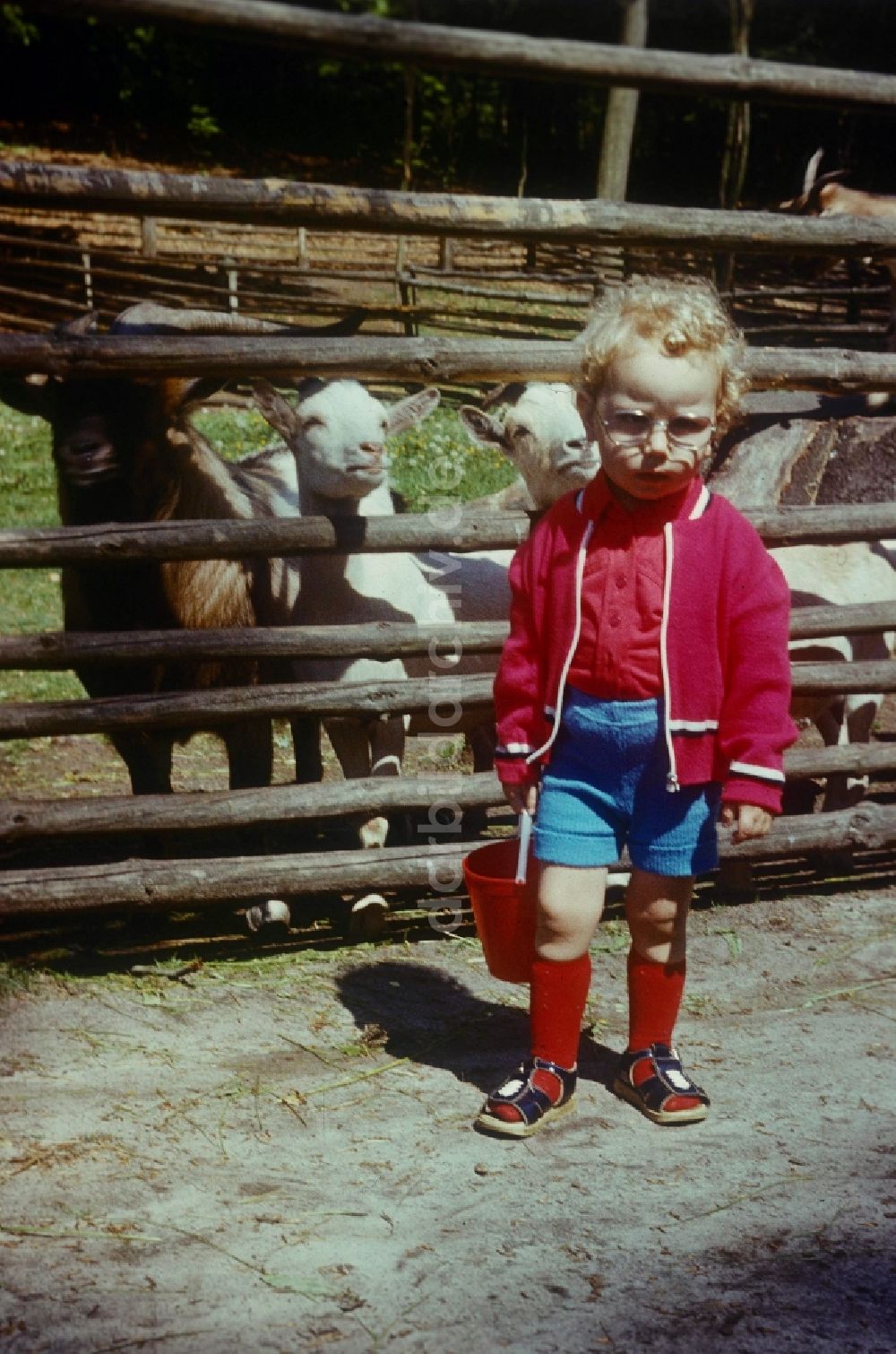 DDR-Fotoarchiv: Neustrelitz - Kleines Kind mit roten Kniestrümpfen, Locken und einem Buddeleimer im Tierpark in Neustrelitz in Mecklenburg-Vorpommern in der DDR