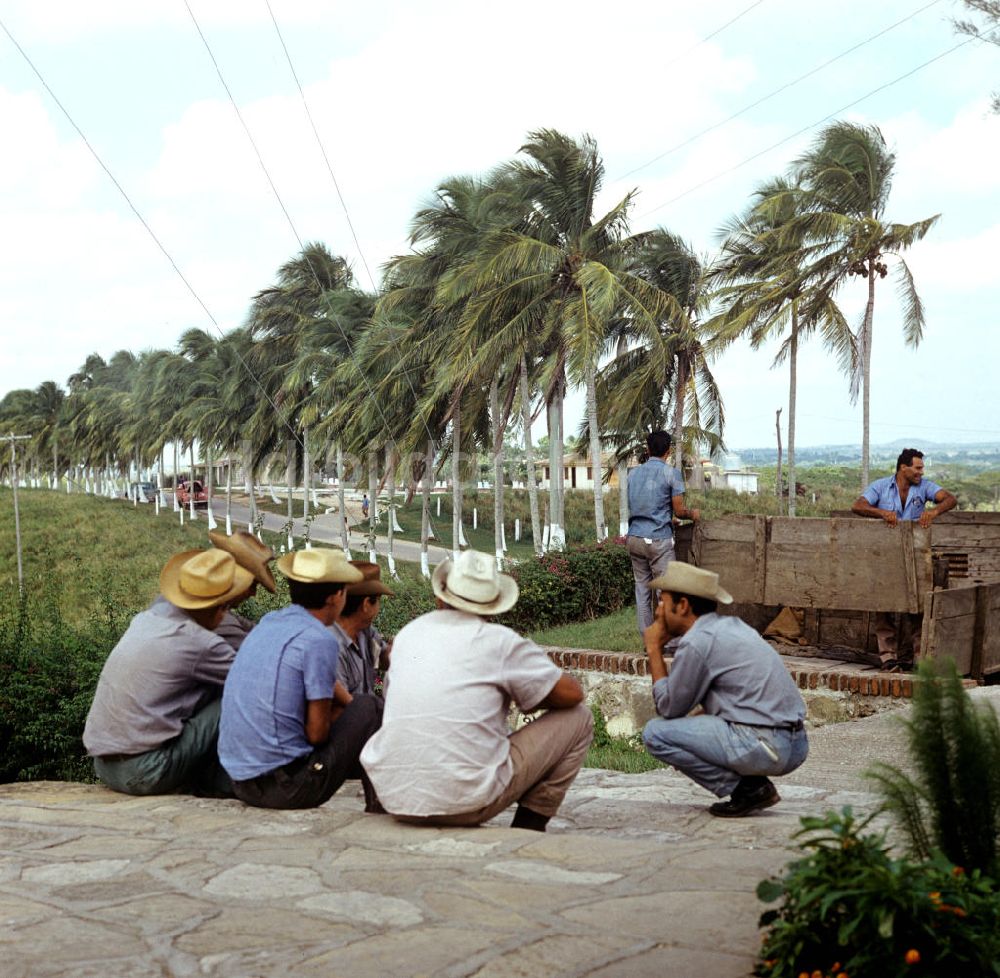 Camagüey: Kuba / Cuba - Rinderzucht in Camagüey