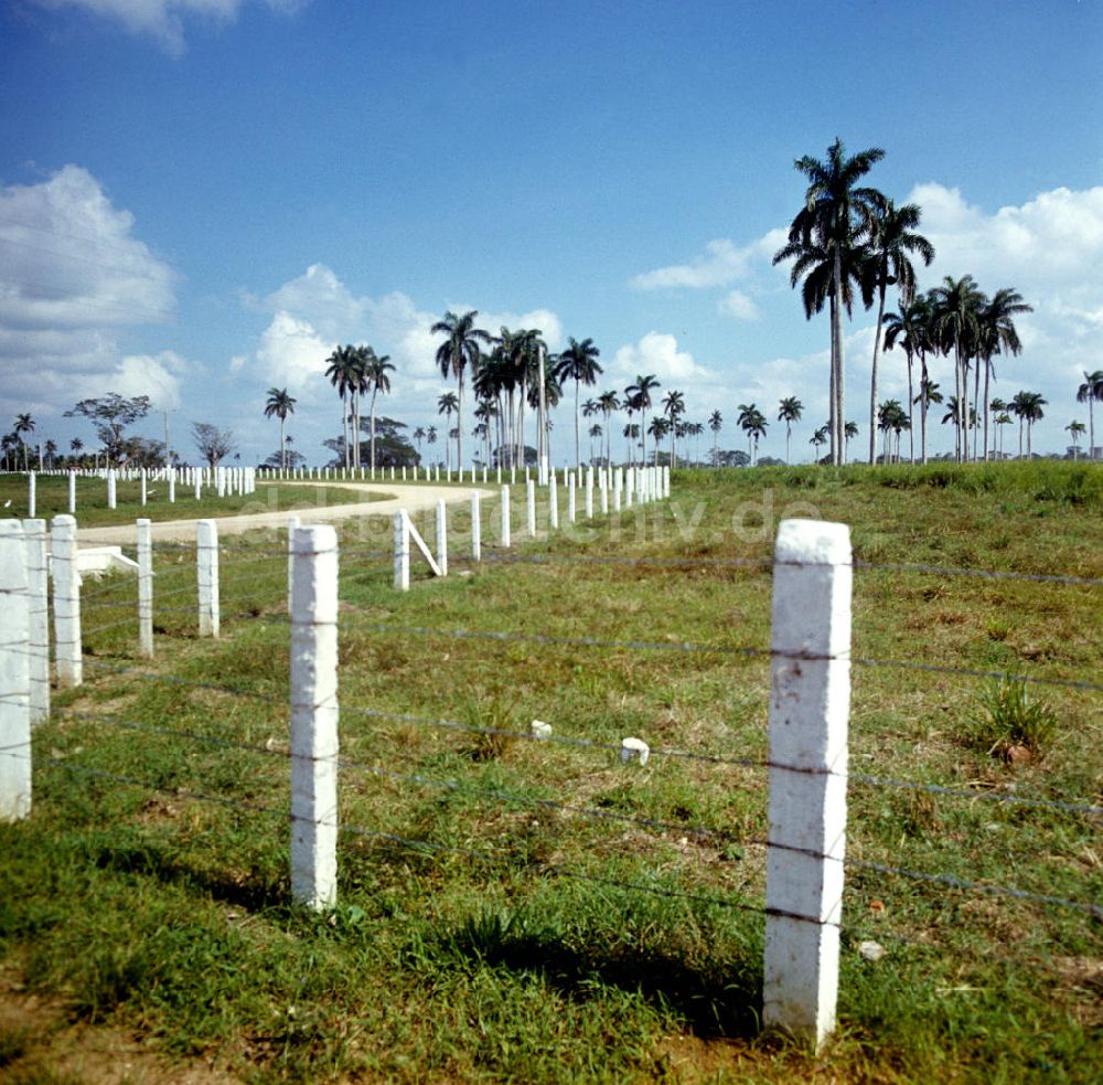 DDR-Bildarchiv: Camagüey - Kuba / Cuba - Rinderzucht in Camagüey
