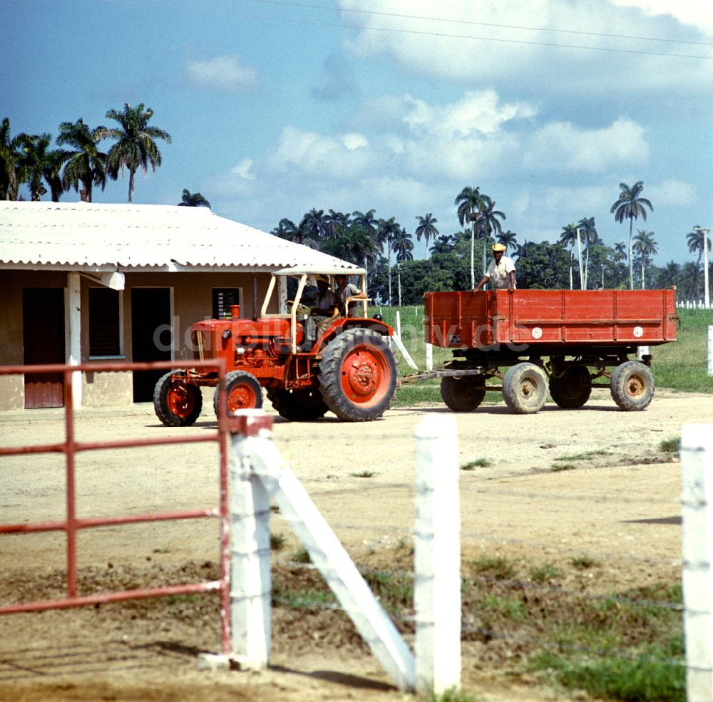 DDR-Fotoarchiv: Camagüey - Kuba / Cuba - Rinderzucht in Camagüey