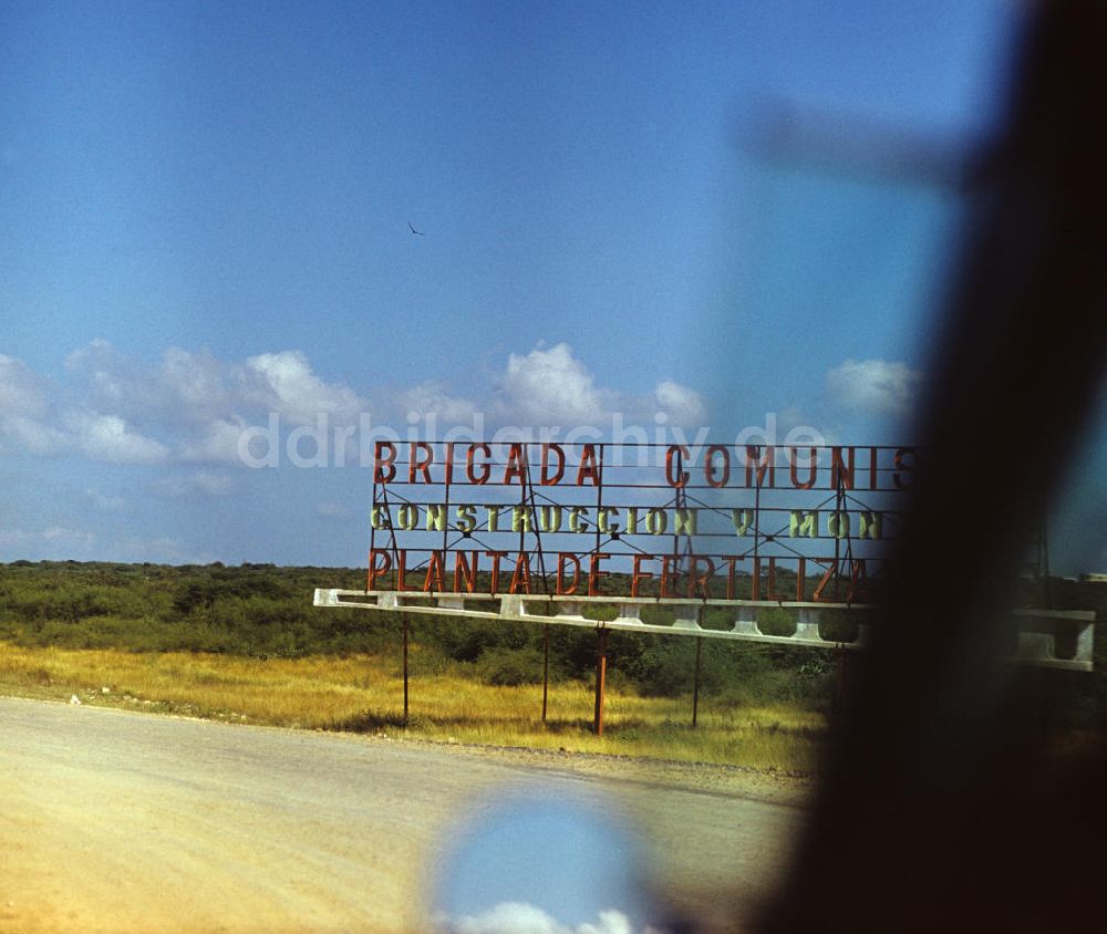 DDR-Bildarchiv: Camagüey - Kuba / Cuba - Rinderzucht Camagüey