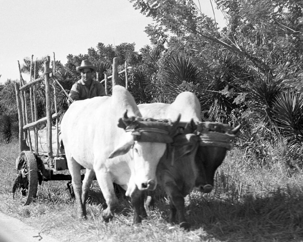 DDR-Fotoarchiv: Holguin - Kuba historisch - Ochsengespann Holguin 1972