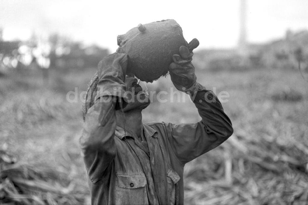 DDR-Bildarchiv: Camagüey - Kuba historisch - Zuckerrohrernte Camagüey 1972