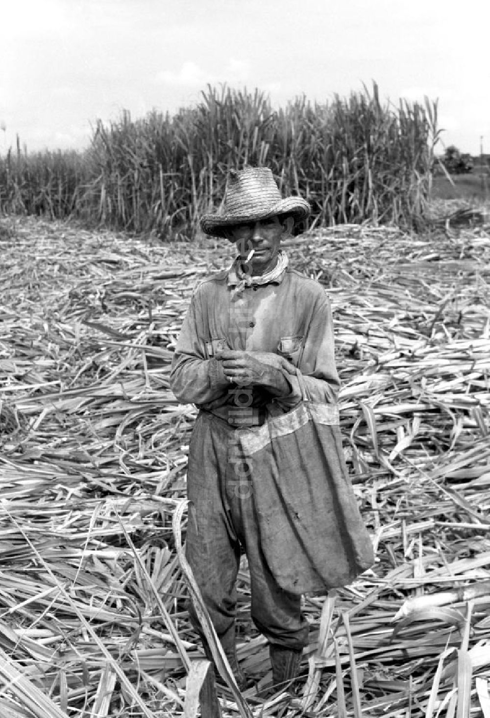 DDR-Fotoarchiv: Camagüey - Kuba historisch - Zuckerrohrernte Camagüey 1972