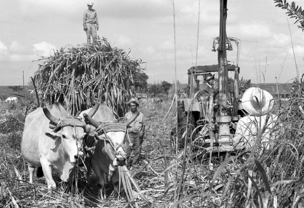 Camagüey: Kuba historisch - Zuckerrohrernte Camagüey 1972