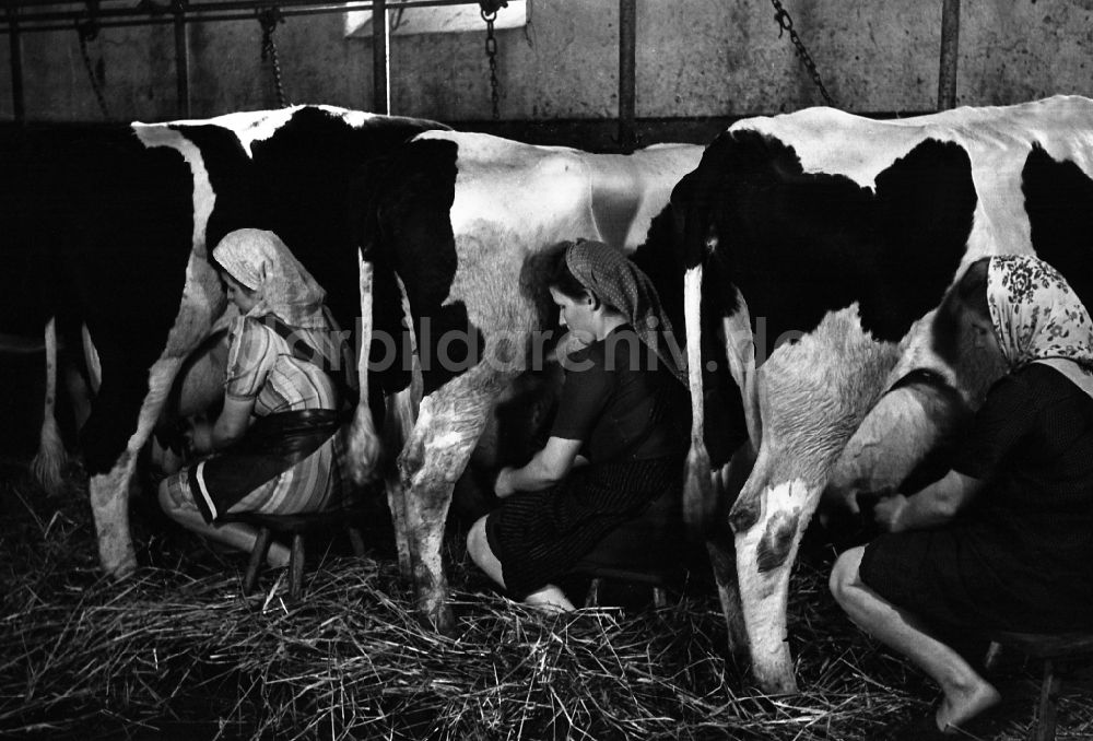 Dresden: Kühe melken im VEG Tierzucht Pillnitz in Dresden im Bundesland Sachsen auf dem Gebiet der ehemaligen DDR, Deutsche Demokratische Republik