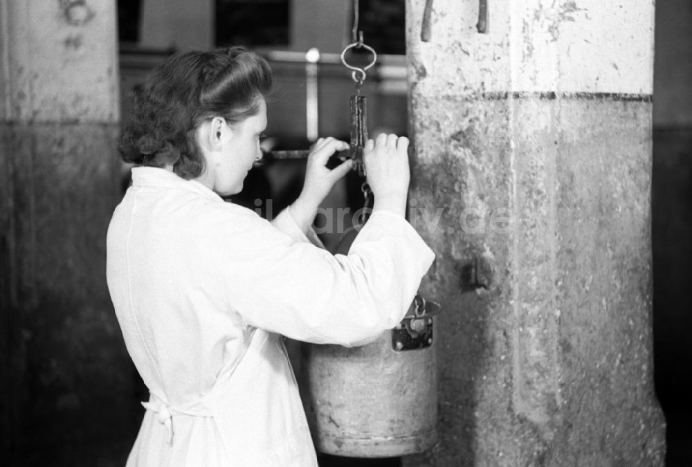 Dresden: Laborantin im VEG Tierzucht Pillnitz in Dresden in Sachsen in der DDR